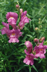 Antirrhinum majus ssp lintianum